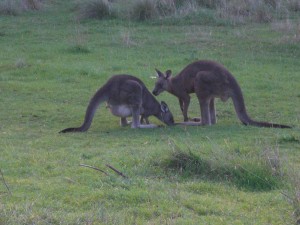 Australien 2010